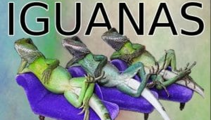 Louis & The Iguanas